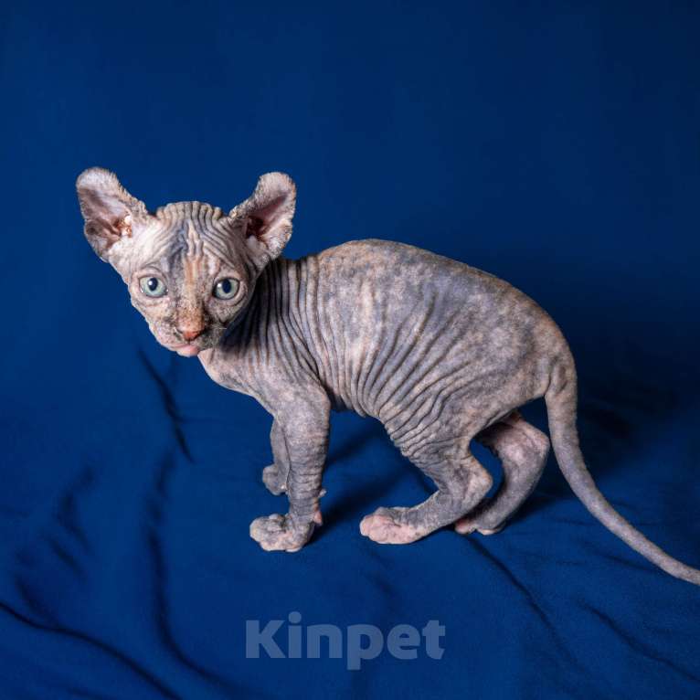 Кошки в Москве: Сфинкс эльф Девочка, 40 000 руб. - фото 5