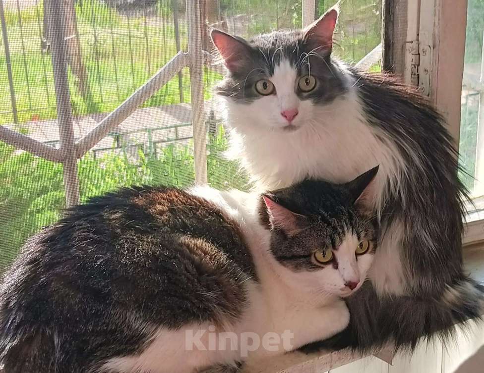 Кошки в Воронеже: Семья(мама и сын) ищут дом Девочка, Бесплатно - фото 1