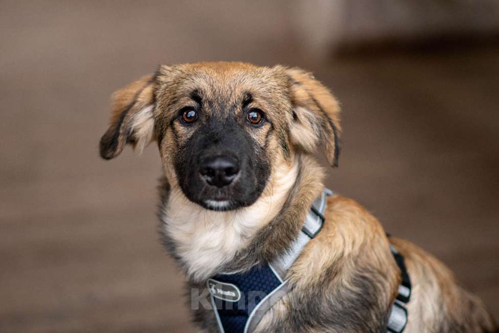 Собаки в Москве: Щенок в добрые руки бесплатно в Москве Мальчик, Бесплатно - фото 4