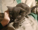 Кошки в Воркуте: Найдена кашка владельца нет вставить не можем по семейным обстоятельствам   Девочка, Бесплатно - фото 1