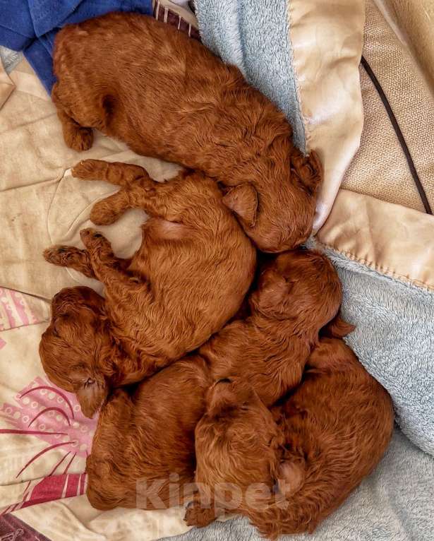 Собаки в Калининграде: Вязкa микpo тикап пудeль Корея Мальчик, 35 000 руб. - фото 9