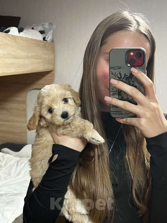 Собаки в Москве: Очаровательная девочка мальтипу f1 Девочка, 60 000 руб. - фото 5