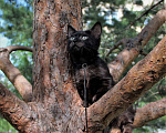Кошки в Барнауле: котенок манчкин кошечка  Девочка, Бесплатно - фото 4