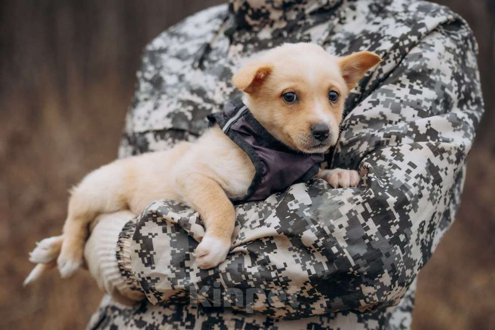 Собаки в Москве: Щенок в добрые руки Мальчик, Бесплатно - фото 9