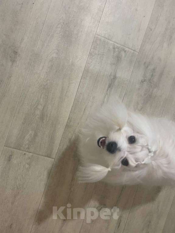 Собаки в Тюмени: Щенок мальтезе Мальчик, 50 000 руб. - фото 3