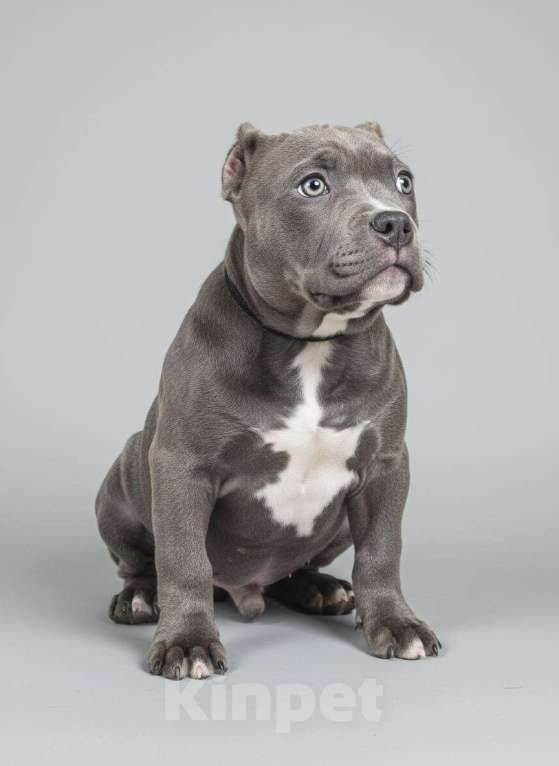 Собаки в других городах Московской области: Американский Булли Мальчик, 150 000 руб. - фото 2