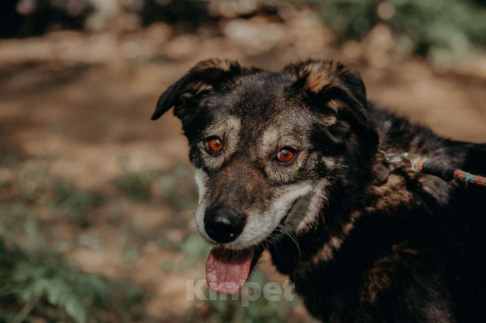 Собаки в Москве: Лея Девочка, Бесплатно - фото 7