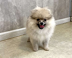 Собаки в Туле: Девочка помераночка Девочка, 25 000 руб. - фото 3