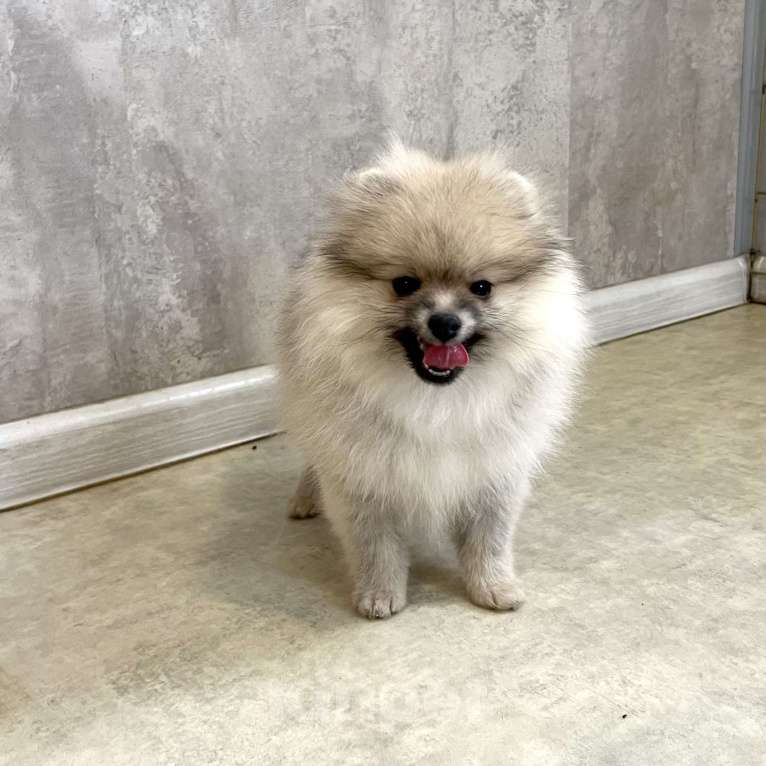 Собаки в Туле: Девочка помераночка Девочка, 25 000 руб. - фото 3