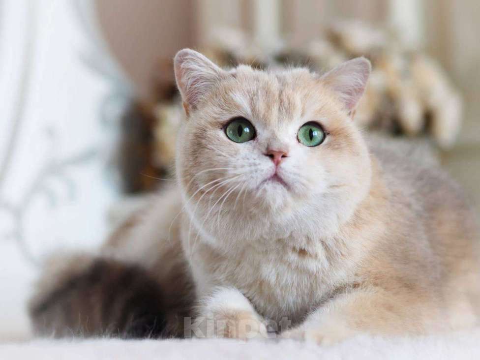 Кошки в Москве: Британская кошка для разведения Девочка, 100 000 руб. - фото 8