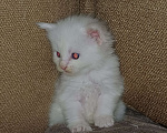 Кошки в Йошкаре-Оле: Крупный белоснежный мальчик Мейн-Кун Мальчик, 35 000 руб. - фото 2