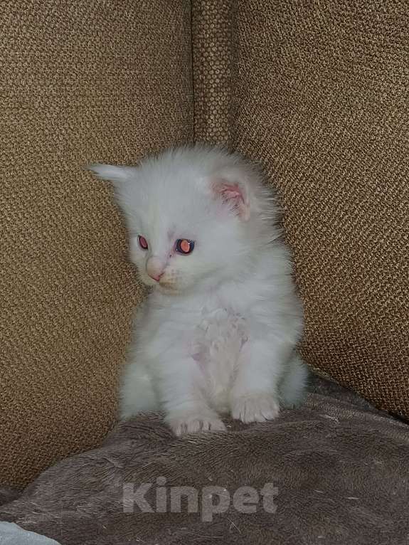 Кошки в Йошкаре-Оле: Крупный белоснежный мальчик Мейн-Кун Мальчик, 35 000 руб. - фото 2