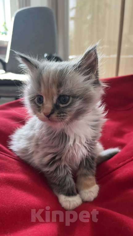 Кошки в Новосибирске: Котенок мейн-кун Девочка, 8 000 руб. - фото 4