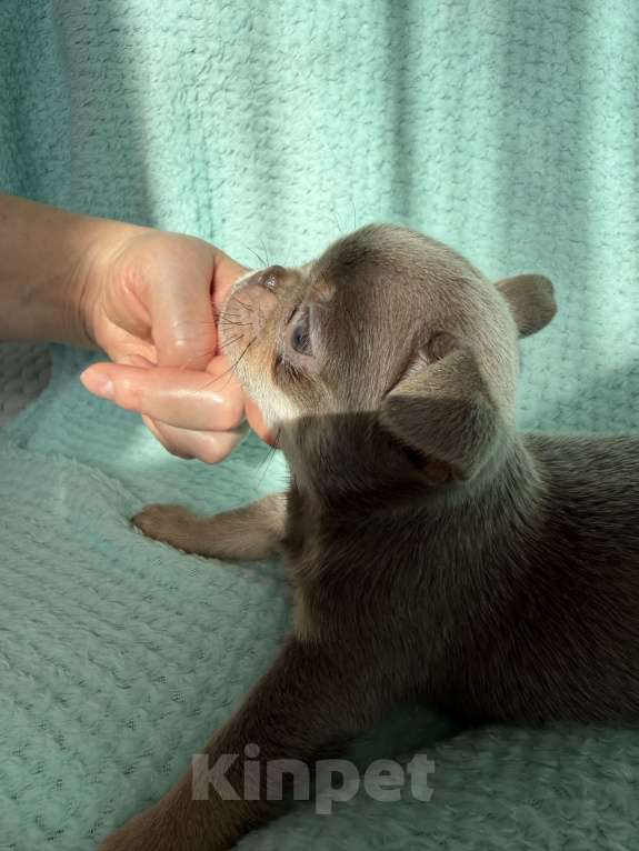 Собаки в Ижевске: Щенок чихуахуа Мальчик, 70 000 руб. - фото 4