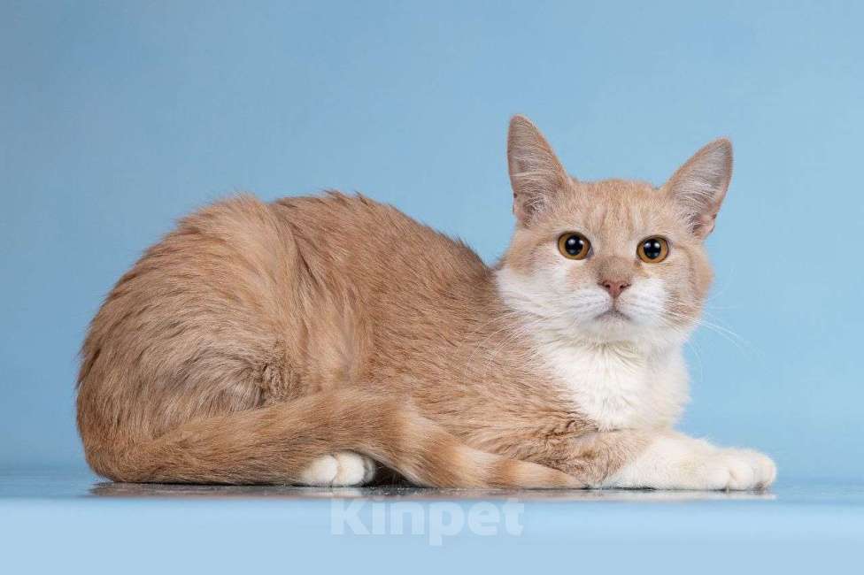 Кошки в Москве: Рыжий кот Персик ищет дом! Мальчик, Бесплатно - фото 3