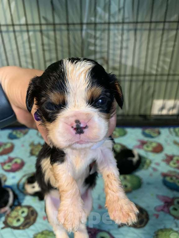 Собаки в Краснодаре: Мальчики  кавалер Кинг Чарльз триколор  Мальчик, 50 000 руб. - фото 9