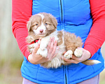 Собаки в Москве: щенок в добрые руки Девочка, Бесплатно - фото 3