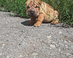 Собаки в Челябинске: Шарпейчики, 50 000 руб. - фото 1