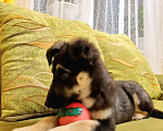 Собаки в Краснодаре: СЛАВНАЯ МАЛЫШКА Девочка, Бесплатно - фото 3