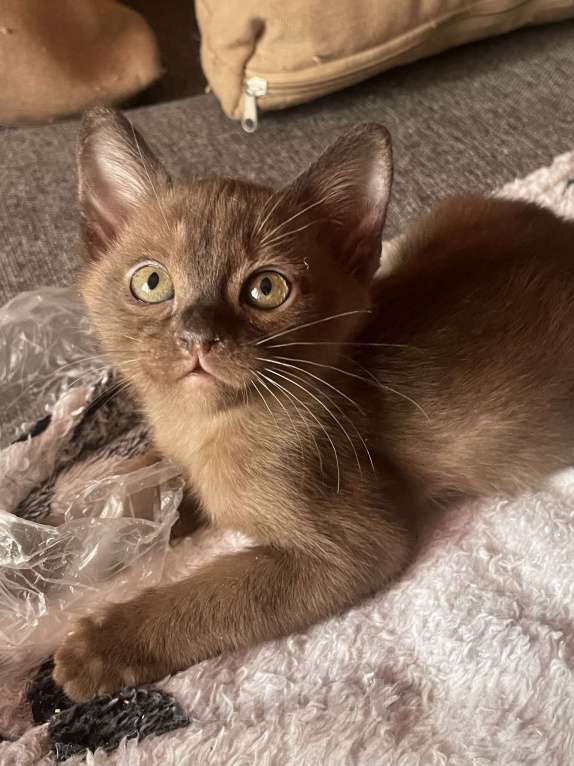 Кошки в Москве: Котята Европейской бурмы Мальчик, 25 000 руб. - фото 3