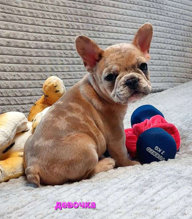 Собаки в Санкт-Петербурге: Щенки Французского бульдога Разнополые, 50 000 руб. - фото 2