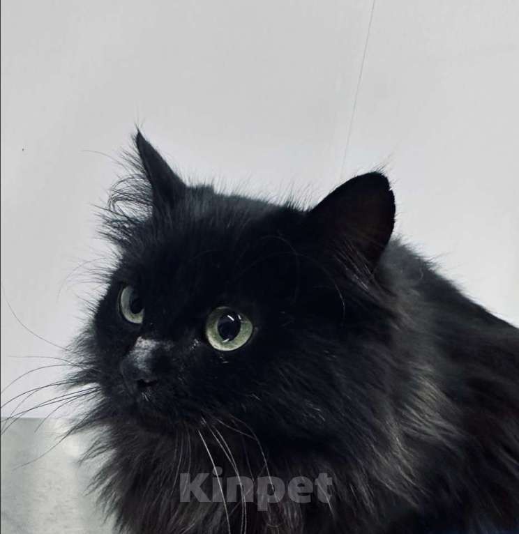 Кошки в Москве: Роскошная пушистая черная кошечка Черника в дар Девочка, 1 руб. - фото 2
