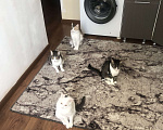 Кошки в Сочи: Отдам кошек в добрые руки Девочка, Бесплатно - фото 7