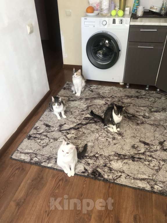 Кошки в Сочи: Отдам кошек в добрые руки Девочка, Бесплатно - фото 7