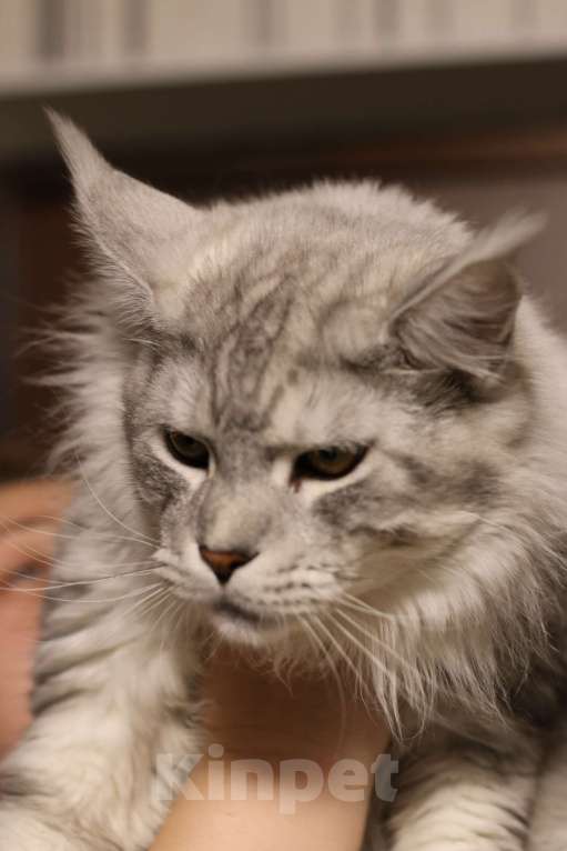 Кошки в Королеве: Котенок помета А; Мейн Кун, Айвенго. Мальчик, 40 000 руб. - фото 6