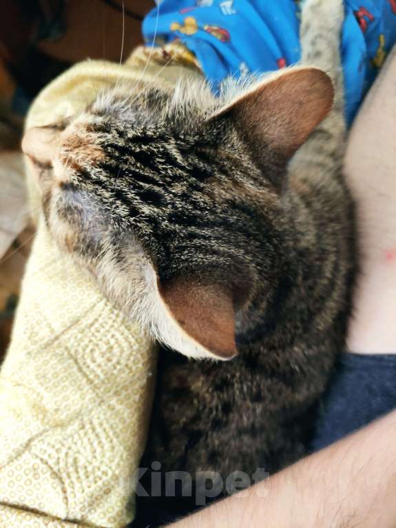 Кошки в других городах Московской области: Отдам милую кошку в добрые руки Девочка, Бесплатно - фото 2