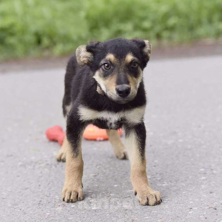 Собаки в Москве: Широкогрудый щенок метис овчарки Микки в добрые руки Мальчик, 1 руб. - фото 2