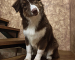 Собаки в Липецке: Австралийская овчарка Девочка, 40 000 руб. - фото 2