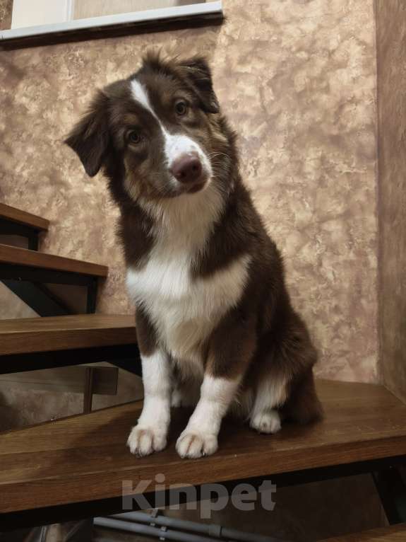 Собаки в Липецке: Австралийская овчарка Девочка, 40 000 руб. - фото 2