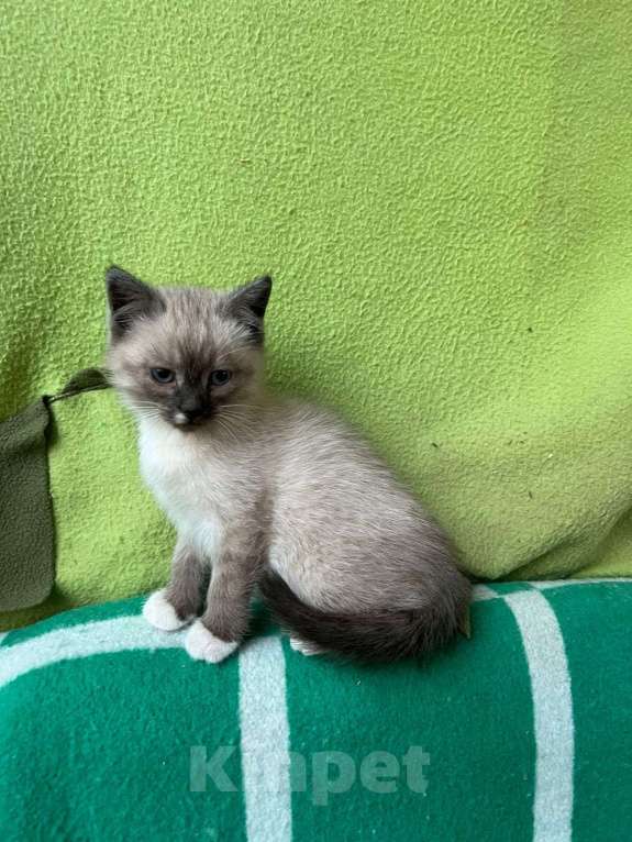 Кошки в Москве: Котята ищут дом Мальчик, Бесплатно - фото 4