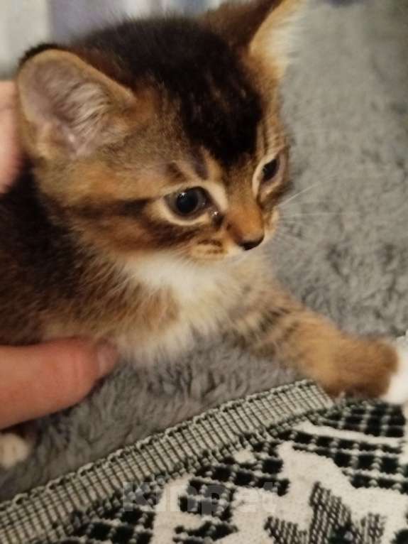 Кошки в Обнинске: Кошечка. 2 месяца. К лотку приучена, ест как сухой, так и влажный корм.  Девочка, Бесплатно - фото 2