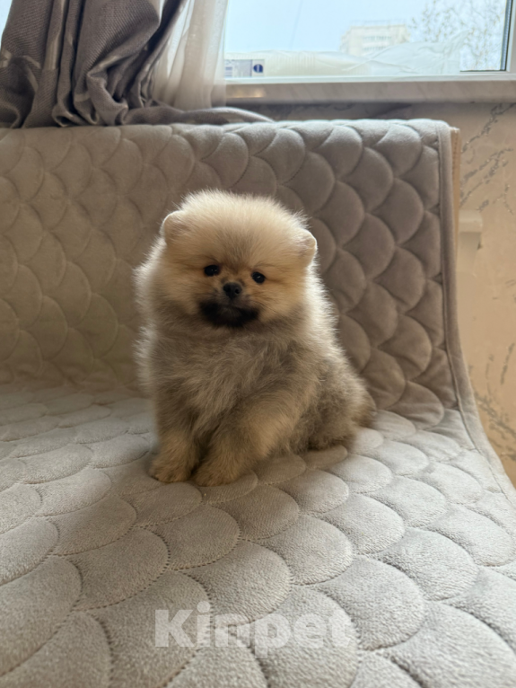 Собаки в Москве: Мальчик крем-соболь Мальчик, 30 000 руб. - фото 1