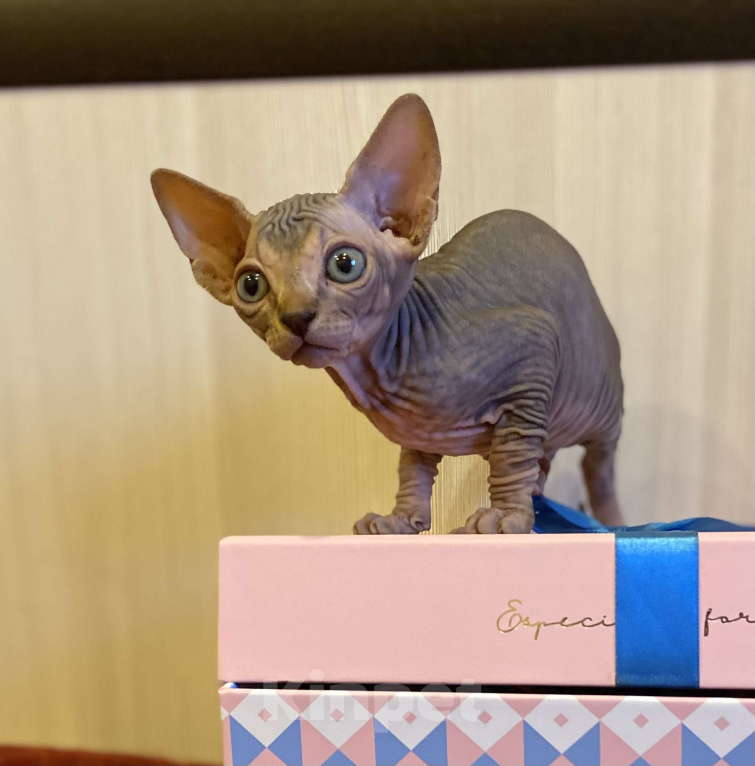 Кошки в Москве: Мистическая кошечка канадского сфинкса Девочка, 50 000 руб. - фото 2