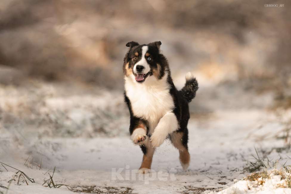 Собаки в Москве: Миниатюрная Американская Овчарка Щенок  Мальчик, 60 000 руб. - фото 1