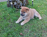 Собаки в Нижнем Новгороде: Сиба ину щенок Мальчик, Бесплатно - фото 8
