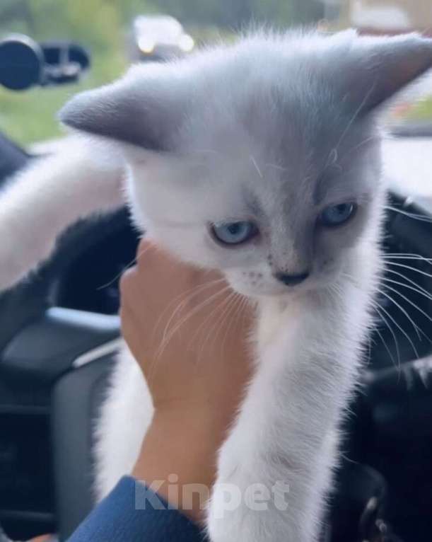 Кошки в Златоусте: Шотландский прямоухий Мальчик, 7 000 руб. - фото 10