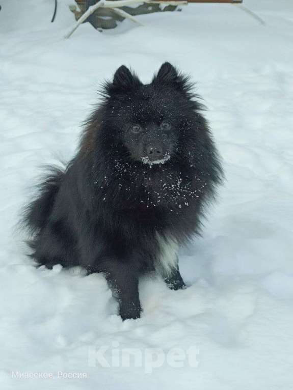 Собаки в Челябинске: Подросток дизайнерской породы Мальчик, 28 000 руб. - фото 1