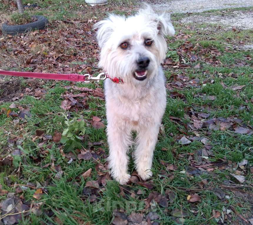 Собаки в Симферополе: Красивая собачка фенотип терьера Девочка, 1 000 руб. - фото 2