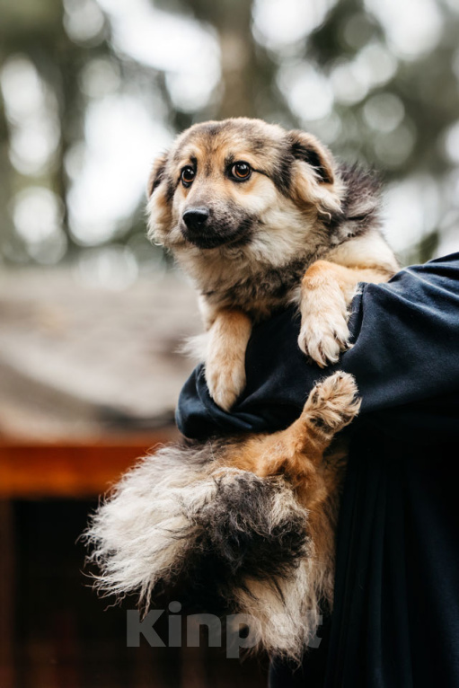 Собаки в Москве: Гэлакси, девочка, в чьих глазах целая вселенная Девочка, Бесплатно - фото 7