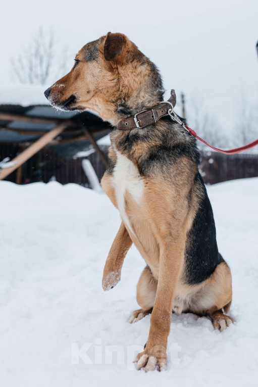 Собаки в Москве: особенный пёсик в поисках семьи Мальчик, Бесплатно - фото 2