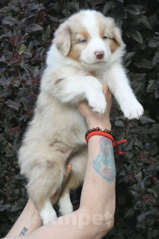 Собаки в Санкт-Петербурге: Щенки Аусси Мальчик, 50 000 руб. - фото 2