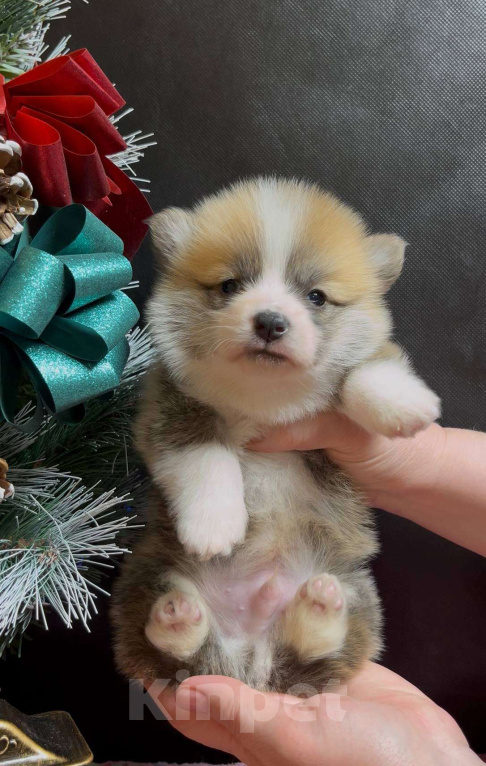 Собаки в Москве: Вельш корги пемброк мальчик без хвостика  Мальчик, 60 000 руб. - фото 1