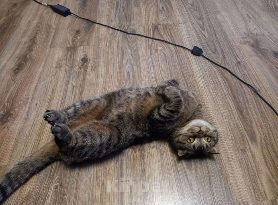 Кошки в Саратове: Отдам в добрые руки Мальчик, Бесплатно - фото 2