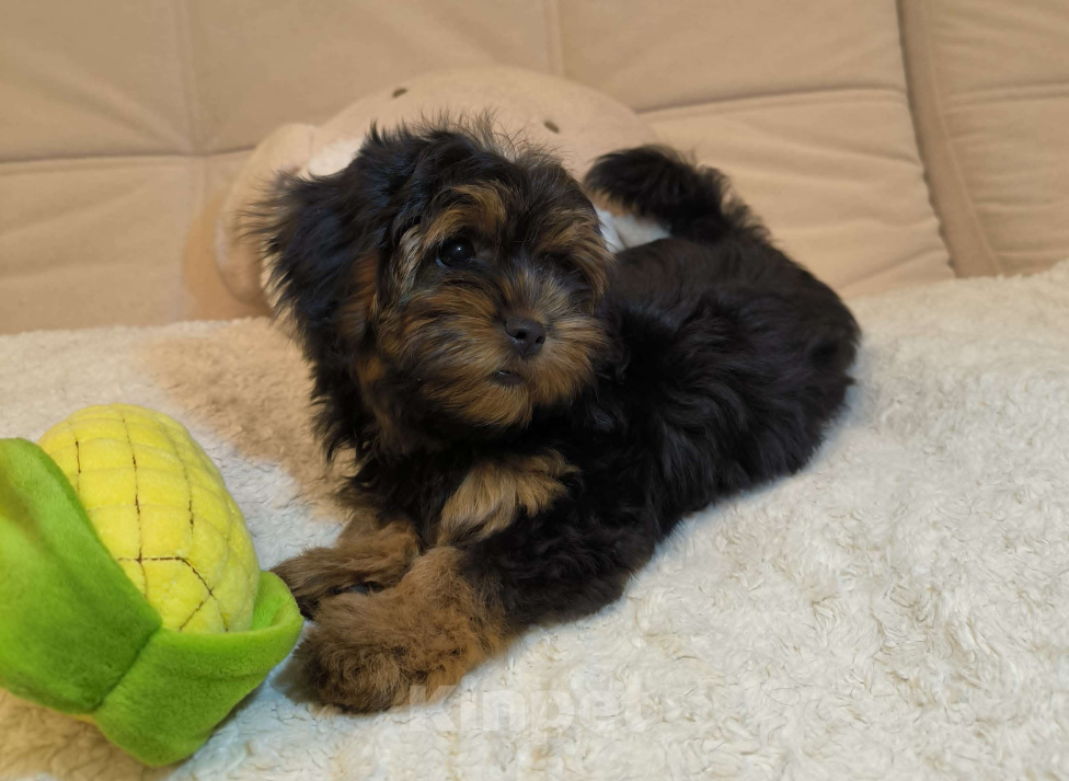 Собаки в Москве: Шикарная девочка-малышка мальтипу Девочка, 66 000 руб. - фото 6