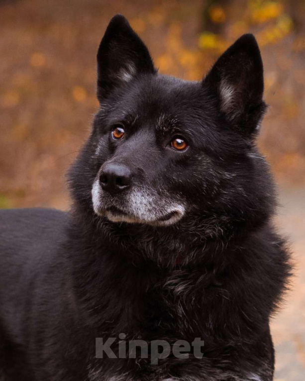 Собаки в Москве: Собака из приюта в добрые руки Мальчик, Бесплатно - фото 10