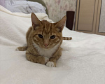 Кошки в Москве: Рыжий тигр Мальчик, Бесплатно - фото 3